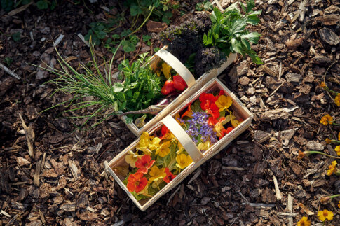 231018-Ernte-Schlossgarten-by-Kölln-38