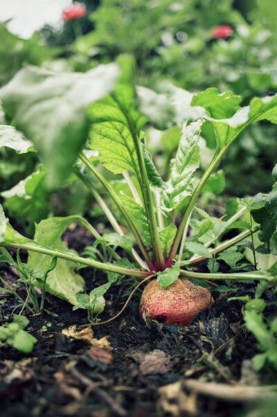 240712-2-10-Schlossgarten-©Timm-Koelln